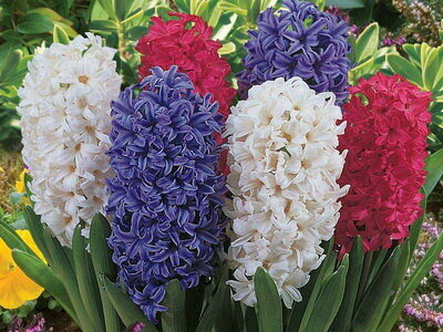 Луковицы Гиацинта - HYACINTHUS