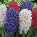 Луковицы Гиацинта - HYACINTHUS