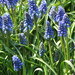Луковицы Мускари, мышиный гиацинт, гадючий лук - MUSCARI