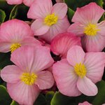 Pink B101.24