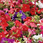 Петуния многоцветковая