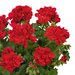 Ампельная плющелистная пеларгония (герань) SunFlorix Red