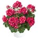 Ампельная плющелистная пеларгония (герань) SunFlorix Red with White