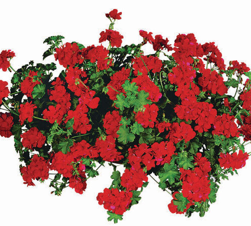 Ампельная плющелистная пеларгония (герань) Temprano Bright Red
