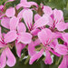Ампельная плющелистная Пеларгония (герань) Decora Lilac
