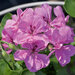 Ампельная плющелистная Пеларгония (герань) Royal® Amethyst KLEPP11274