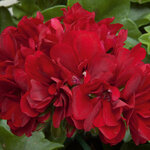 Ампельная плющелистная Пеларгония (герань) Royal® Dark Red KLEP04114