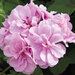 Ампельная плющелистная Пеларгония (герань) Royal® Lavender KLEPP07196
