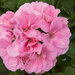 Ампельная плющелистная Пеларгония (герань) Royal® Light Pink KLEP02060