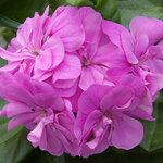 Ампельная плющелистная Пеларгония (герань) Royal® Lilac Blue