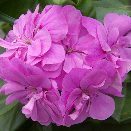 Ампельная плющелистная Пеларгония (герань) Royal® Lilac Blue