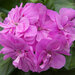 Ампельная плющелистная Пеларгония (герань) Royal® Lilac Blue