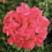 Ампельная плющелистная Пеларгония (герань) Royal® Salmon KLEPP11273