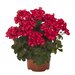 Полуампельная плющелистная пеларгония (герань) Sarita SunStar Red