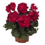 Полуампельная плющелистная пеларгония (герань) Sarita Dark Red