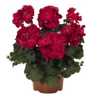 Полуампельная плющелистная пеларгония (герань) Sarita Dark Red