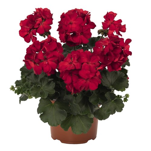 Полуампельная плющелистная пеларгония (герань) Sarita Dark Red