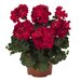 Полуампельная плющелистная пеларгония (герань) Sarita Dark Red