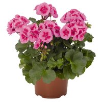 Полуампельная плющелистная пеларгония (герань) Sarita Lilac Splash