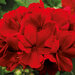 Полуампельная, гибрид ампельной и зональной Пеларгония (герань) Calliope® Dark Red AMRI TRARED