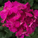 Полуампельная, гибрид ампельной и зональной Пеларгония (герань) Calliope® Lavender Rose PEQZ0002