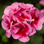 Полуампельная, гибрид ампельной и зональной Пеларгония (герань) Calliope® Rose Splash PEQZ0007