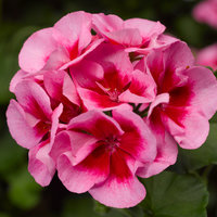 Полуампельная, гибрид ампельной и зональной Пеларгония (герань) Calliope® Rose Splash PEQZ0007