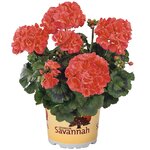 Зональная, кустовая пеларгония (герань) Savannah Coral