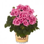 Зональная, кустовая пеларгония (герань) Savannah Pink Mega Splash