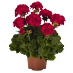 Зональная, кустовая Пеларгония (герань) Survivor Dark Red