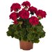 Зональная, кустовая Пеларгония (герань) Survivor Dark Red