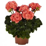 Зональная, кустовая Пеларгония (герань) Survivor Coral