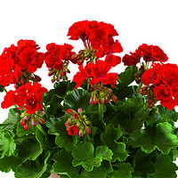Зональная, кустовая пеларгония (герань) Trendix Multiflora Dark Red