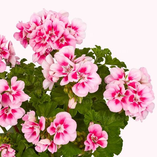 Зональная, кустовая пеларгония (герань) Trendix Pink Eye