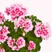 Зональная, кустовая пеларгония (герань) Trendix Pink Eye
