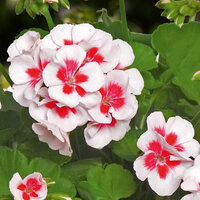 Зональная, кустовая Пеларгония (герань) Americana® White Splash Imp. PECZ0003