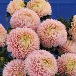 Chamois SX2-1 Нет в наличии
