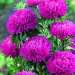 Dark Rose SX2-13  Нет в наличии