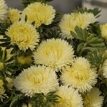 Yellow SX2-10 