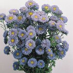 Light Blue B61.13 н