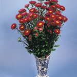 Red B61.15