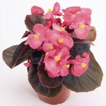 Deep Rose B100.09