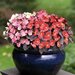 Бегония вечноцветущая, Begonia semperflorens Nightlife