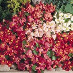 Бегония вечноцветущая, Begonia semperflorens Super Olympia®