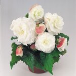 Appleblossom B4.01