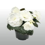 White B4.11