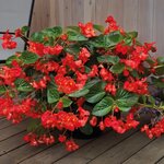 Red Green Leaf B201.20