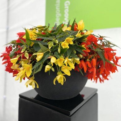 Бегония боливийская Groovy 