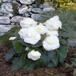 White B401.34 