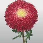 Bright Red B60.02